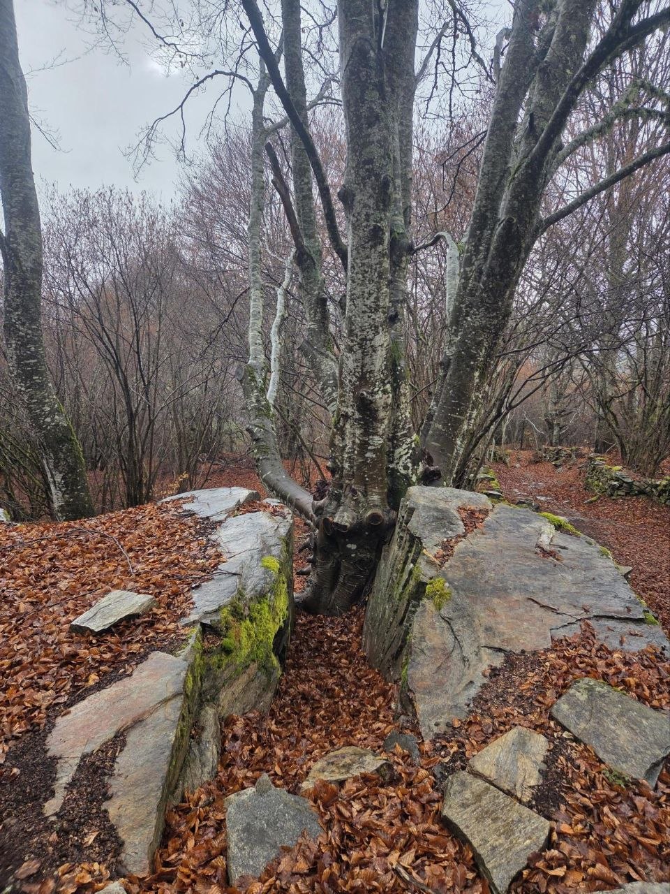 Panoramic view of the Rhodope mountain valley from the eco-trail